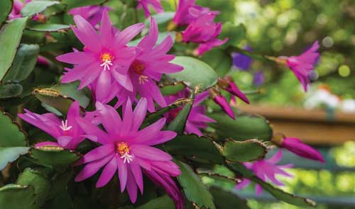 
Blooming Christmas cacti only need watering when their sandy soil is completely dry.
